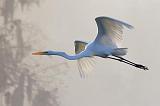 Egret In Flight_26241